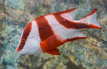 Lutjanus Sebae (Cuvier) - Emperor red snapper / Emperor Bream