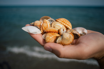 Seashells in the hands, adriatic sea Italia coast apulia