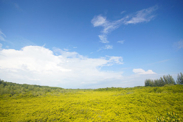 Tung Prong Thong - Mangrove Forest Boardwalk at Pak Nam Krasae, Klaeng District, Rayong, Thailand