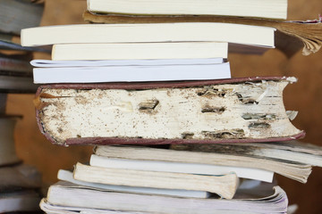Books destroyed by termites