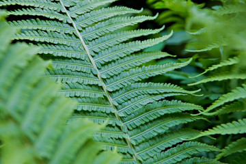 bright green fern leaves large Plenum