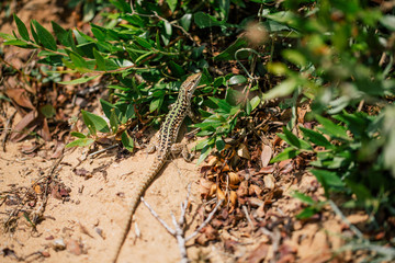 Green Lizard in the sand in the Fasano apulia Italy