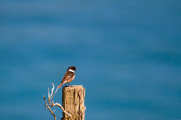 Beautiful Stonechat (saxicola rubicola) on the Coastpath in Cornwall