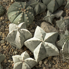 Astrophytum myriostigma in the greenhouse of the botanical garden
