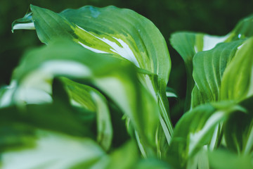Hosta Undulata Mediovariegata. close-up of bright green leaves
