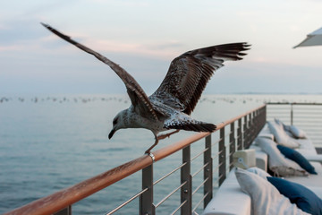 seagull sitting on rail of beautiful terrace