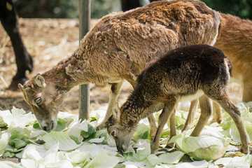 Roe deer in the Fasano apulia Italy