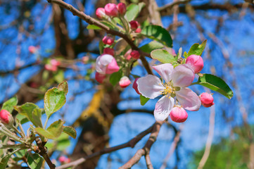 Branch blooming with pink flowers. Flowering branch of apple. Apple and bee flowers.