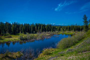 Fototapeta premium Outdoor view of natural pond of small river at gorgeous nature landscape, with pine trees in the Grand Teton National Park, Wyoming during gorgeous sunny day at summer