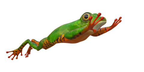 amazon tiger frog in a white background