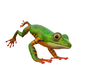 amazon tiger frog in a white background