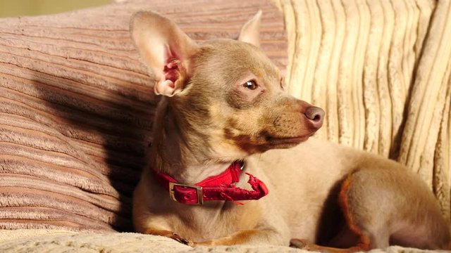 Little pinscher ratter prazsky krysarik purebreed small dog sitting relaxing and chilling on sofa couch indoor.