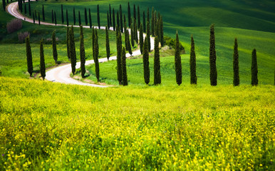 Obraz premium beautiful summer landscape with cypress trees and rolling hills