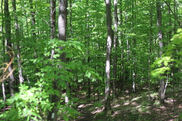 Obraz premium Forest Walk