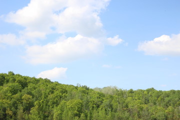 Obraz premium Forest Walk