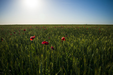 field of poppies and wheat