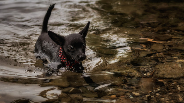 Pinscher beim Schwimmen
