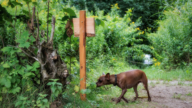 Pinscher beim Schnuffeln