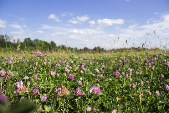 Flowering clover in clear weather, background. Many pink flowers in the field, blue sky with clouds