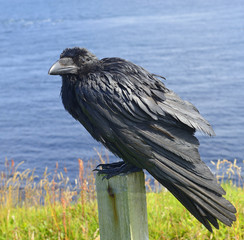 Raven - Seashore near Duncansby Head in the north of Scotland