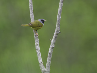 Mourning Warbler in Spring