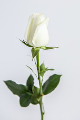 White rose on a white background