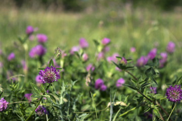 Flowering clover in clear weather, background. Many pink flowers in the field.