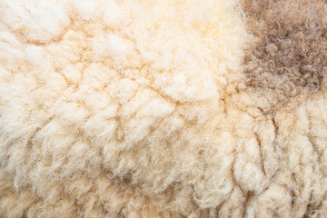 Fleece or sheep, wool sheep for background.