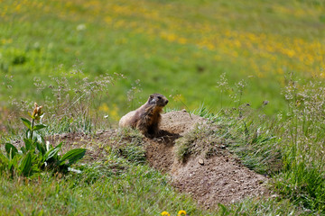 Marmot - Austria..Murmeltier - Österreich