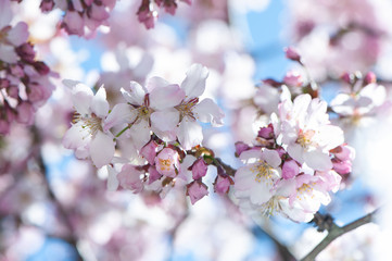 Floral spring gentle background, blooming cherry sakura branches in blue and pink tones.