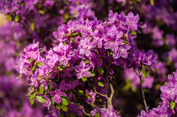  Rhododendron pink , lilac flower fresh blooming . pattern, flower