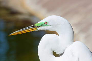 Head of snowy egret in profile, Florida