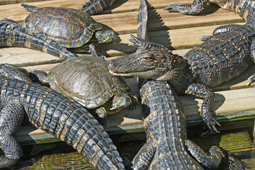 Alligators and turtles - Gatorland, Orlando, Florida