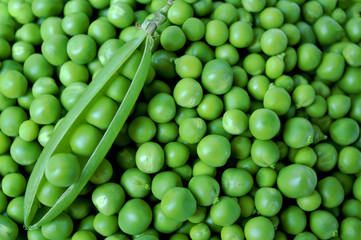 Green peas or peas (Latin Písum) cerebral. Ingredient for cooking, raw food and feed. Close-up.