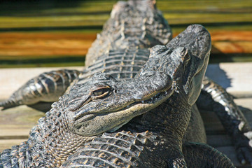 Alligators laying one on another - Gatorland, Orlando, Florida