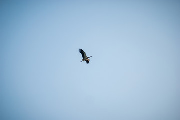 Sunset nature and flying stork. Sunset colors nature background.