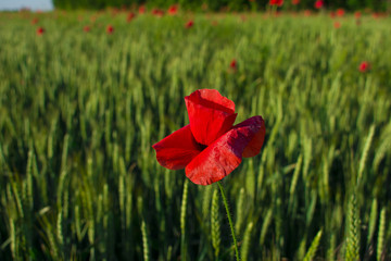 Flowers Red poppies blossom on wild field. Beautiful field red poppies with selective focus. soft light. Toning.