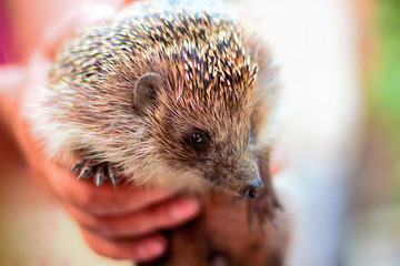 The hedgehog is in the hands of a young man. Wild, mammal animal.