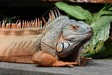 Male green iguana basks in the heat