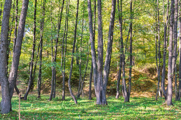 Alder forest in Romania