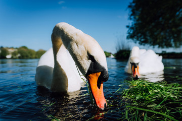 Close up of white grace swan couple stretching his neck and head towards the camera. Alster lake on...