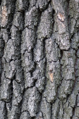 bark of tree