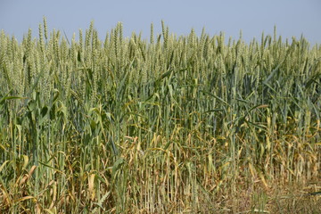 Spikelets of green wheat. Ripening wheat in the field.