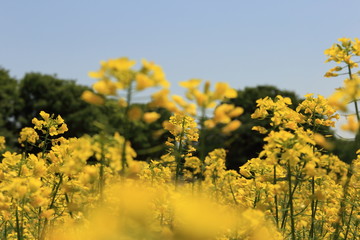 Obraz premium 菜の花畑