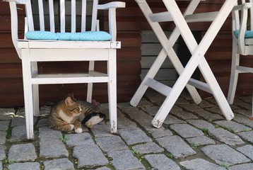 The cat lies under the white chair.