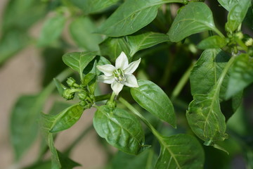 Growth of green peppers