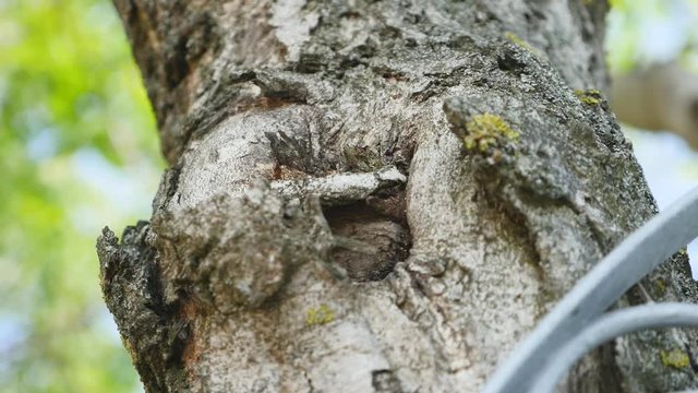 Ant's on the bark of a tree. Close up ants on green tree ants on bark. Red ants crawling on the bark of an old mossy tree