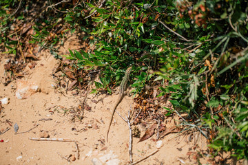 Green Lizard in the sand in the Fasano apulia Italy