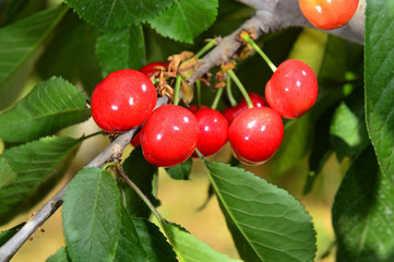 The ripe cherries are on the tree
