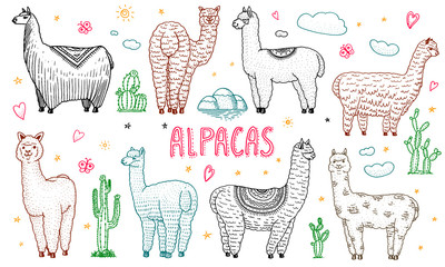 Set of cute Alpaca Llamas or wild guanaco on the background of Cactus and mountain. Funny smiling animals in Peru for cards, posters, invitations, t-shirts. Hand drawn Elements. Engraved sketch.